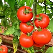 Tomato - Moneymaker - 35+ Heirloom Seeds