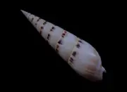 Sea shell- Terebra maculata- 128mm- BIG SIZE!!!