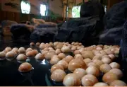 Cypress Hinoki Fragrant Float Round Pure Wooden Bath Ball 50 pieces Made Japan