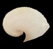 Sea shells Argonauta argo 218.8mm. RARE SIZE Aquarium Decoration Products