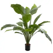 [Florabelle Living] Spathiphyllum Potted 1M