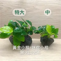 在飛比找蝦皮購物優惠-【陰性水草】黃金小榕+迷你小榕 黑火山石 白玉石 迷你造景 