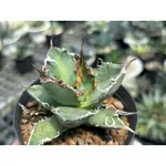 凱薩嚴龍 AGAVE TITANOTA 'CAESAR '龍舌蘭 / 側芽3.5吋 /奧莉諾多肉園