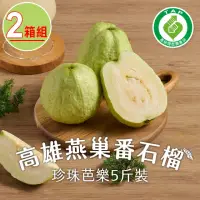 在飛比找momo購物網優惠-匯通-高雄燕巢番石榴2箱(珍珠芭樂 5斤/箱;約6~8顆/箱