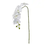 ORCHID Phalaenopsis Spray