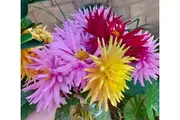 DAHLIA 'Cactus Flowered Mix' seeds
