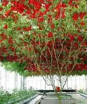 Tomato Giant Tree 15+Seeds Italian Heirloom High Yields Great Flavour