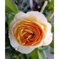 在飛比找蝦皮購物優惠-東大興農場 茱麗葉玫瑰 玫瑰花 4寸盆 大輪淡香 觀花植物