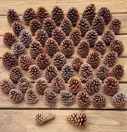 50+ Pine Cones from Hollywood MD Similar size Sm to Med 3-4" Nice Natural Fresh