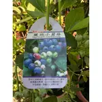 【花果聖地】～～暖地小藍莓 小藍莓 水果苗 6寸盆（超取一單一盆）