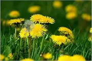 100+ Dandelion Seeds for Home Gardening and Planting Seeds