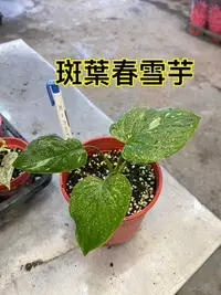 在飛比找Yahoo!奇摩拍賣優惠-^花草巷弄^ 5吋盆 / 斑葉春雪芋 / 時價請先詢問 / 