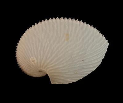 Sea shells Argonauta argo 126.7mm.Aquarium Decoration Products