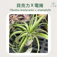 在飛比找蝦皮商城精選優惠-三木空鳳農場出品  Tillandsia brachycau