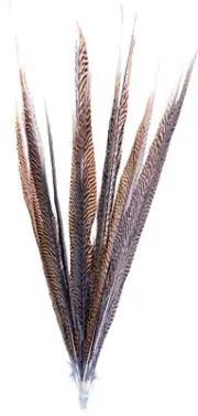 Golden Pheasant Tail Feathers 20" - 25" Long 12 Pcs Natural Stripes Craft 6z