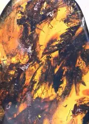Large swarm of Trichoptera (Caddisfly), Fossil inclusion in Burmese Amber