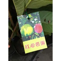 在飛比找蝦皮購物優惠-花囍園_水果苗--紅心芭樂--紅咚咚的果肉~富含維生素C/4