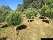 Buy Pine Nut Trees in Australia (Pinus pinea)