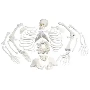 Disarticulated Human Anatomical Skeleton Model with Anatomy Chart - Medical