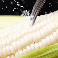 在飛比找蝦皮購物優惠-牛奶玉米種子 高質量💎白龍王玉米種子💎白玉米種子 玉米種子 