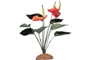 Komodo Reptile Anthurium Bush 29cm