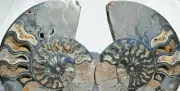 Large Black Ammonite Pair Crystal Cavity 110mo Dino ageFossil 205mm 8.1" n2520ry