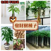 在飛比找蝦皮購物優惠-【發財樹種子】發財樹種子 馬拉巴栗 招財樹 四季常青淨化空氣