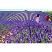 Save 20.00%! Full Day Tour in the Lavenders of Valensole or Sault