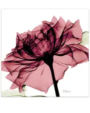 Empire Art Direct Chianti Rose I by Albert Koetsier Wall Art