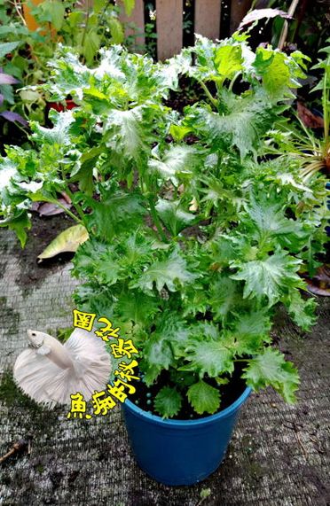 紫蘇盆栽的價格推薦 更多植栽 花禮優惠商品都在飛比價格 22年11月