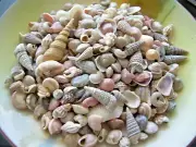 1000+ Mixed Small & Tiny Natural Sea Shells Crafts Aquarium DECOR Lot FREE Ship