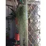 空氣鳳梨 細葉松蘿 TILLANDSIA USNEOIDES(香花)