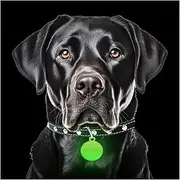 GLO-X Dog Collar Glow Tag - 2 x Glow in The Dark Dog Collar Glow Tags to Keep Your Dogs Safe at Night - 12+ Hours Glow Time - Charges in Daylight - No Batteries Required - Cool Dog Accessories Gift