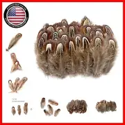 Versatile 50 pcs Pheasant Plumage Feathers for Unique DIY Crafts & Accessories