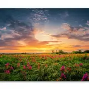 Sunset Sky & Wild Field Purple Flowers Print 100% Australian Made 150 x 100cm (Stretched)