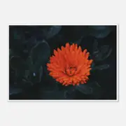 Galrie Kabloom Bright Red Flower Fine Art Photography Print for Home Decor, Poster Only, 70 x 100cm (28 x 40inch)