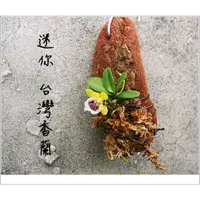 在飛比找蝦皮購物優惠-<美心花園> 台灣香蘭 台灣特有種 超迷你 整年會開花 (蘭