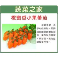 在飛比找蝦皮購物優惠-【蔬菜之家滿額免運】G73.橙蜜香小番茄種子2顆(長勢強健.