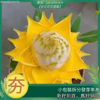 在飛比找蝦皮購物優惠-【好種子】雲南地湧金蓮種子地湧紅蓮種子大型花卉種子懶人四季花