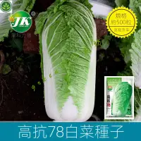 在飛比找蝦皮購物優惠-🌱高抗78白菜種子雜交包心山東大白菜種籽白幫秋季蔬菜種子 種