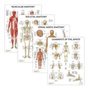 Muscular, Skeletal, Ligaments of the Joints, and Spinal Nerves Human Anatomy ...