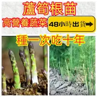 在飛比找蝦皮購物優惠-【蘆筍種苗】 蘆筍根種 蘆筍蔬菜根莖 水果蘆筍苗紫色綠色白色