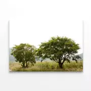 Trees in the Grasslands under Sky Print 100% Australian Made 75 x 50cm (Stretched)