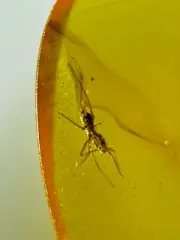 Fossil amber Insect burmite Burmese Cretaceous Mosquito Insect Myanmar