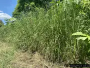 Buy Vetiver Grass Monto Plants for Mulch (Chrysopogon zizanioides)