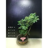 在飛比找蝦皮購物優惠-寶悅 小品盆栽 A6 富貴樹 福祿桐