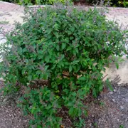 Tulsi - Amrita (Holy Basil) seeds