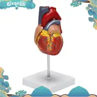在飛比找蝦皮商城精選優惠-1:1 人體心臟模型,解剖準確心臟模型真人大小人體骨骼解剖科