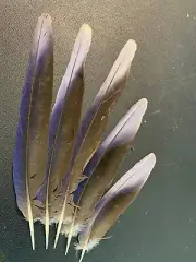 5pcs Set 11-20cm Natural Shed Blue Pheasant Genuine Real Feathers DIY Art Craft