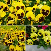 Viola (Pansy) - Swiss Giants Rhinegold seeds